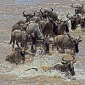087 Tanzania, N-Serengeti, migratie van de gnoes